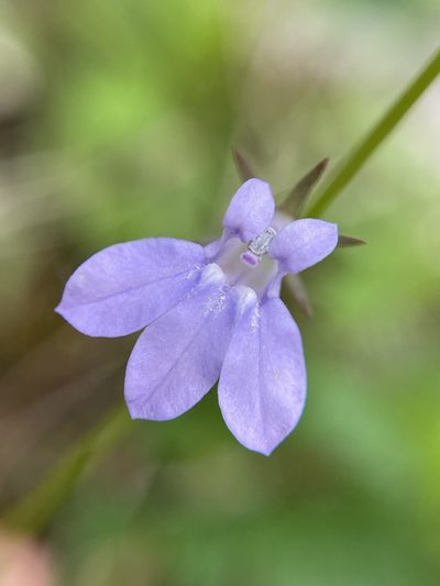 Lobelia gattingeri, photographed by Matt Berger
