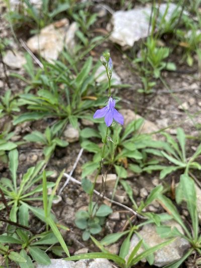 Lobelia gattingeri, photographed by Matt Berger