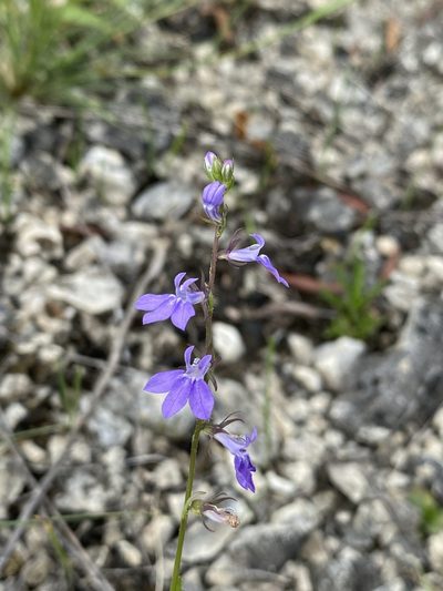 Lobelia gattingeri, photographed by Matt Berger