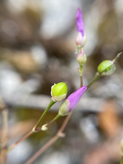Phemeranthus calcaricus, photographed by Matt Berger
