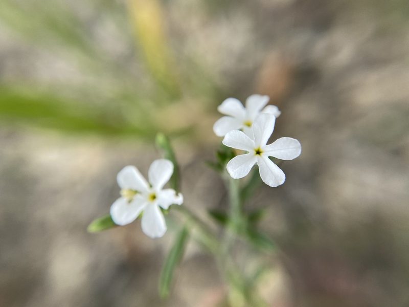 Euploca tenella, photographed by Matt Berger