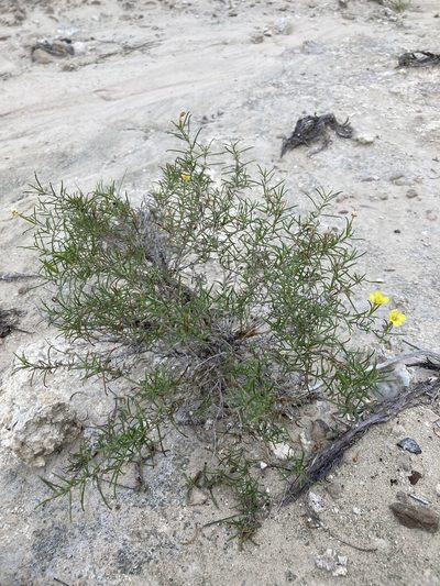 Oenothera gayleana, photographed by Cecelia Alexander