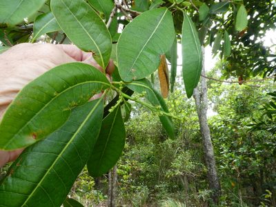 Semecarpus australiensis, photographed by Steve Fitzgerald