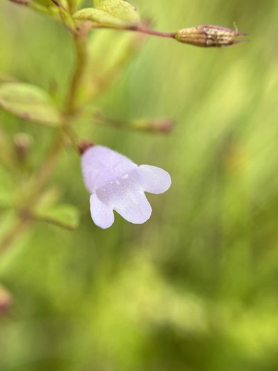 Clinopodium glabellum, photographed by Matt Berger