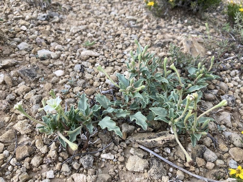 Acleisanthes diffusa, photographed by Cecelia Alexander