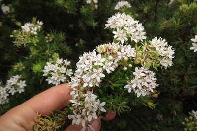 Agathosma puberula, photographed by Brian du Preez