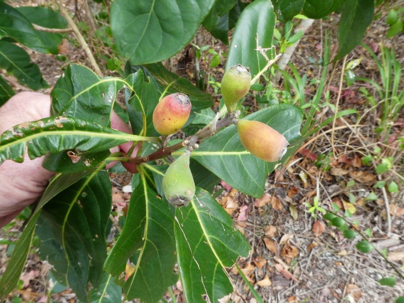Rhodomyrtus macrocarpa, photographed by Steve Fitzgerald