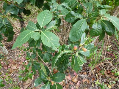 Rhodomyrtus macrocarpa, photographed by Steve Fitzgerald