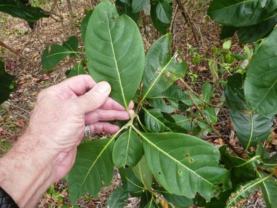 Rhodomyrtus macrocarpa, photographed by Steve Fitzgerald