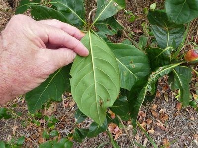 Rhodomyrtus macrocarpa, photographed by Steve Fitzgerald