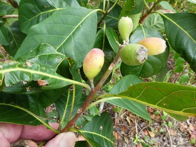 Rhodomyrtus macrocarpa, photographed by Steve Fitzgerald