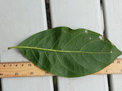 Rhodomyrtus macrocarpa, photographed by Steve Fitzgerald