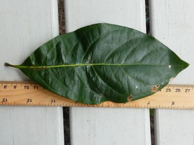 Rhodomyrtus macrocarpa, photographed by Steve Fitzgerald