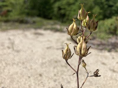 Anticlea elegans, photographed by Derek