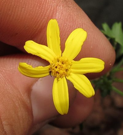 Cineraria saxifraga, photographed by Brian du Preez
