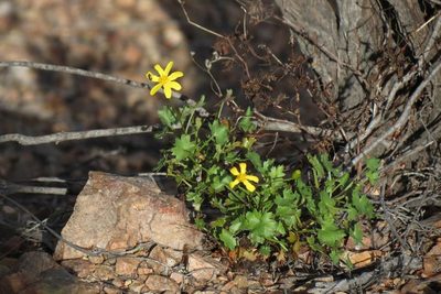 Cineraria saxifraga, photographed by Brian du Preez