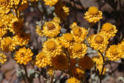 Helichrysum acrophilum, photographed by Tony Rebelo
