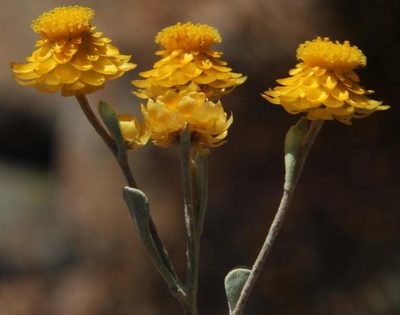 Helichrysum acrophilum, photographed by Tony Rebelo
