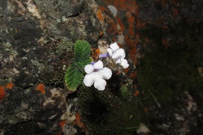 Streptocarpus meyeri, photographed by Brian du Preez