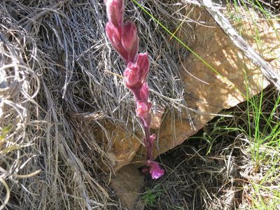 Harveya pauciflora, photographed by Di Turner