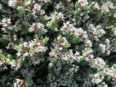 Metalasia strictifolia, photographed by Di Turner