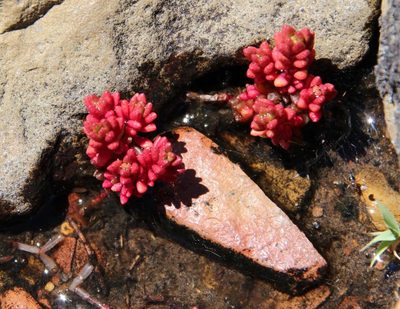 Crassula papillosa, photographed by Tony Rebelo