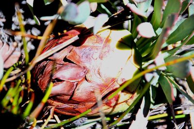 Protea effusa, photographed by Tony Rebelo