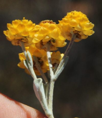 Helichrysum acrophilum, photographed by Tony Rebelo