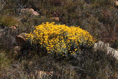 Helichrysum acrophilum, photographed by Tony Rebelo