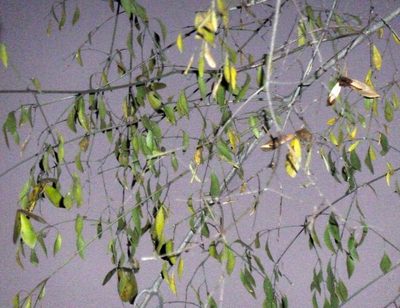 Pristimera longipetiolata, photographed by M Kriek