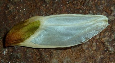 Pristimera longipetiolata, photographed by M Kriek