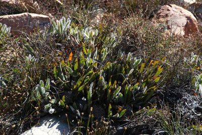 Protea scabriuscula, photographed by Tony Rebelo
