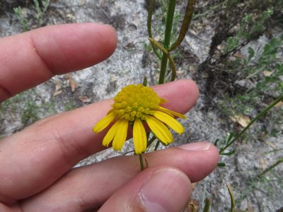 Balduina angustifolia, photographed by Ben Machado