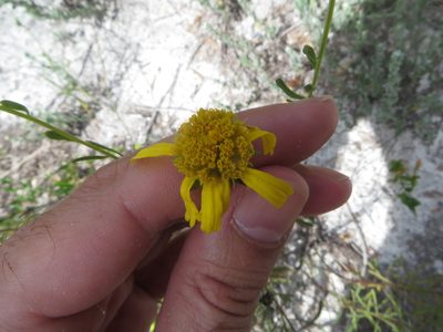 Balduina angustifolia, photographed by Ben Machado