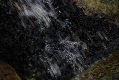 Wardia hygrometrica, photographed by Tony Rebelo