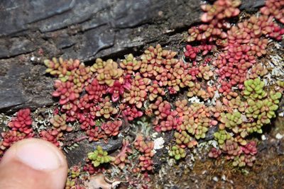 Crassula papillosa, photographed by Tony Rebelo