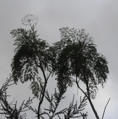 Notobubon gummiferum, photographed by Tony Rebelo
