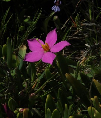 Chironia decumbens, photographed by Tony Rebelo
