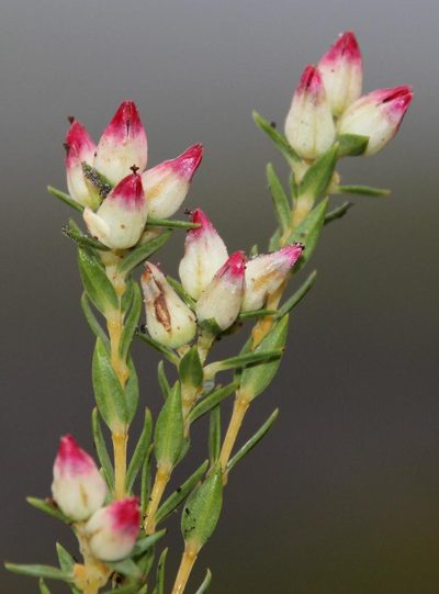 Penaea dubia, photographed by Tony Rebelo