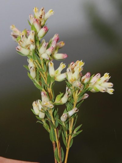 Penaea dubia, photographed by Tony Rebelo