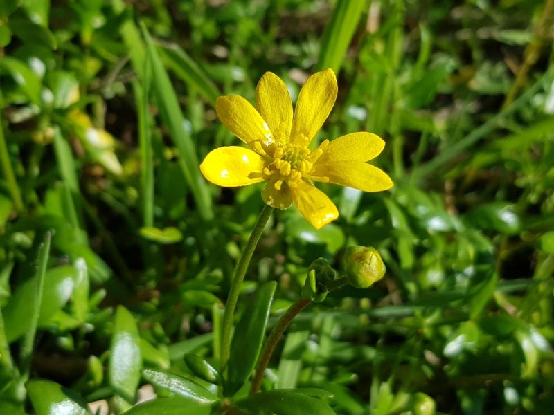 Ranunculus amphitrichus, photographed by Lek Khauv