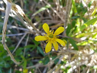 Ranunculus amphitrichus, photographed by Lek Khauv