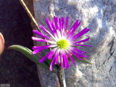 Erepsia ramosa, photographed by Chris Vynbos