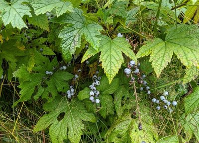 Ribes bracteosum, photographed by Victor Heng