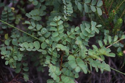 Indigofera langebergensis, photographed by Tony Rebelo