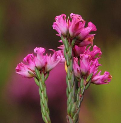 Erica bracteolaris, photographed by Tony Rebelo