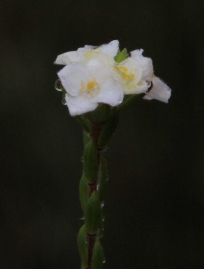 Lachnaea ericoides, photographed by Tony Rebelo