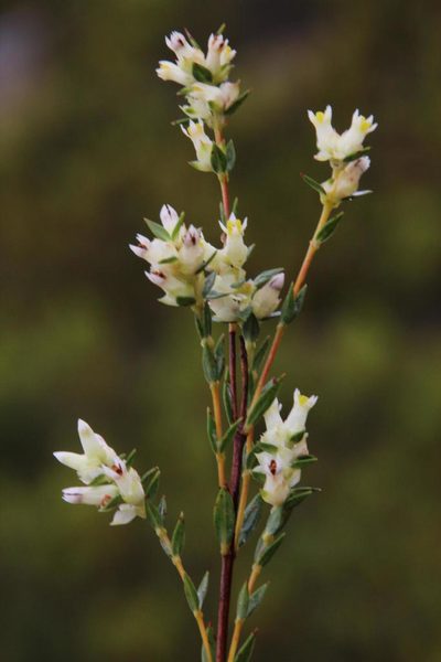 Penaea dubia, photographed by Tony Rebelo
