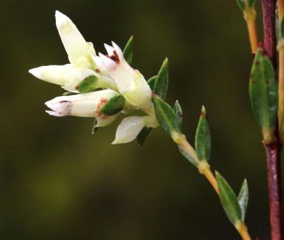 Penaea dubia, photographed by Tony Rebelo