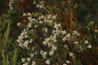 Penaea dubia, photographed by Tony Rebelo